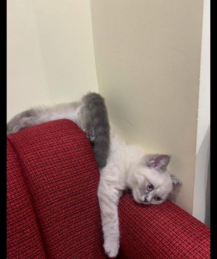 那些毛茸茸的生命教会我们的温柔