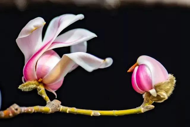 让身体与春风共舞的轻盈修行