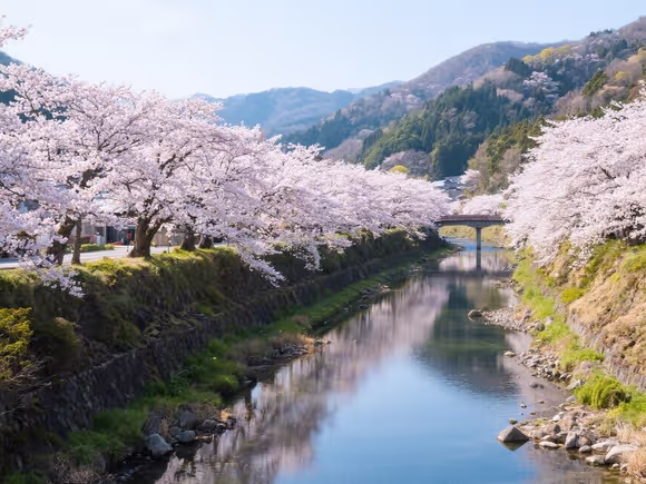 黑川樱花哪里好玩