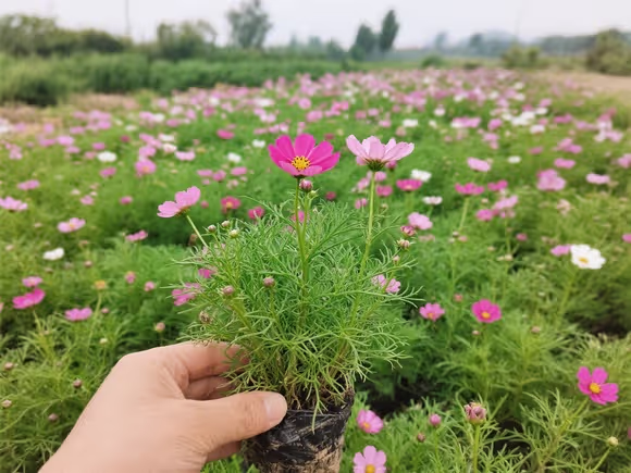河南绿化草花求购