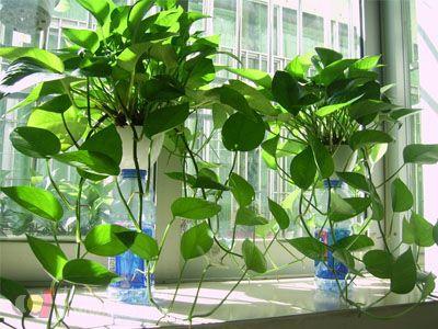 阳台上的绿萝与楼下的炒货香