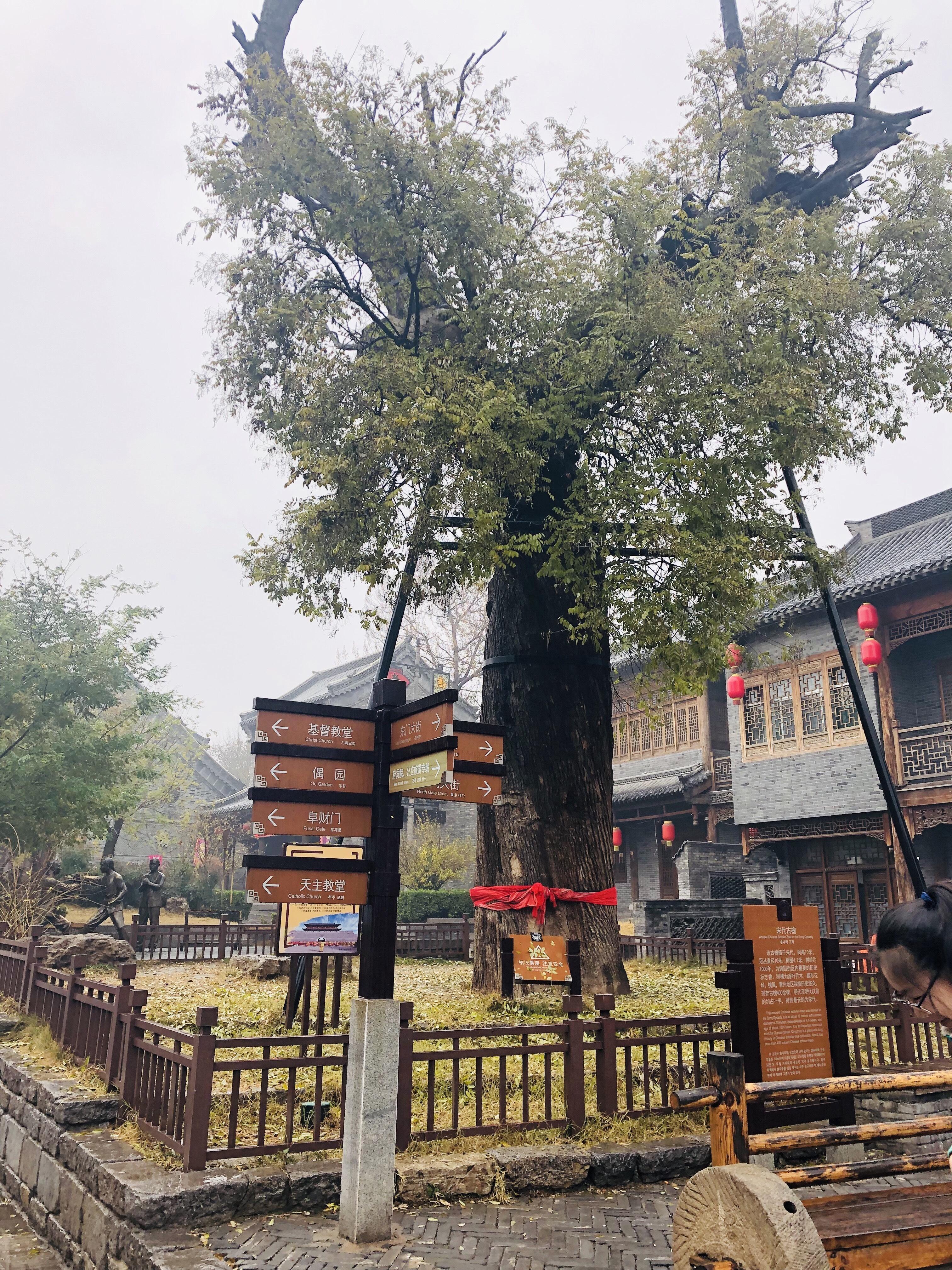 巷口那棵老槐树