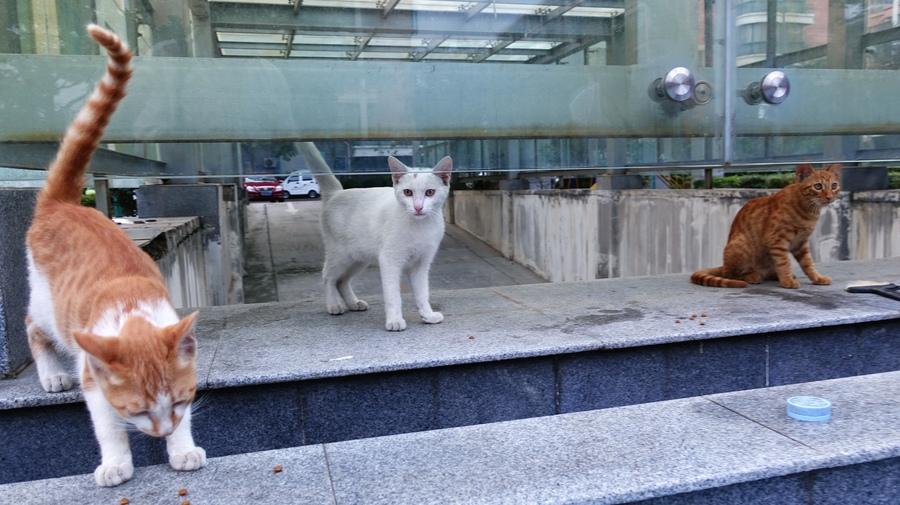 小区里的猫咪江湖