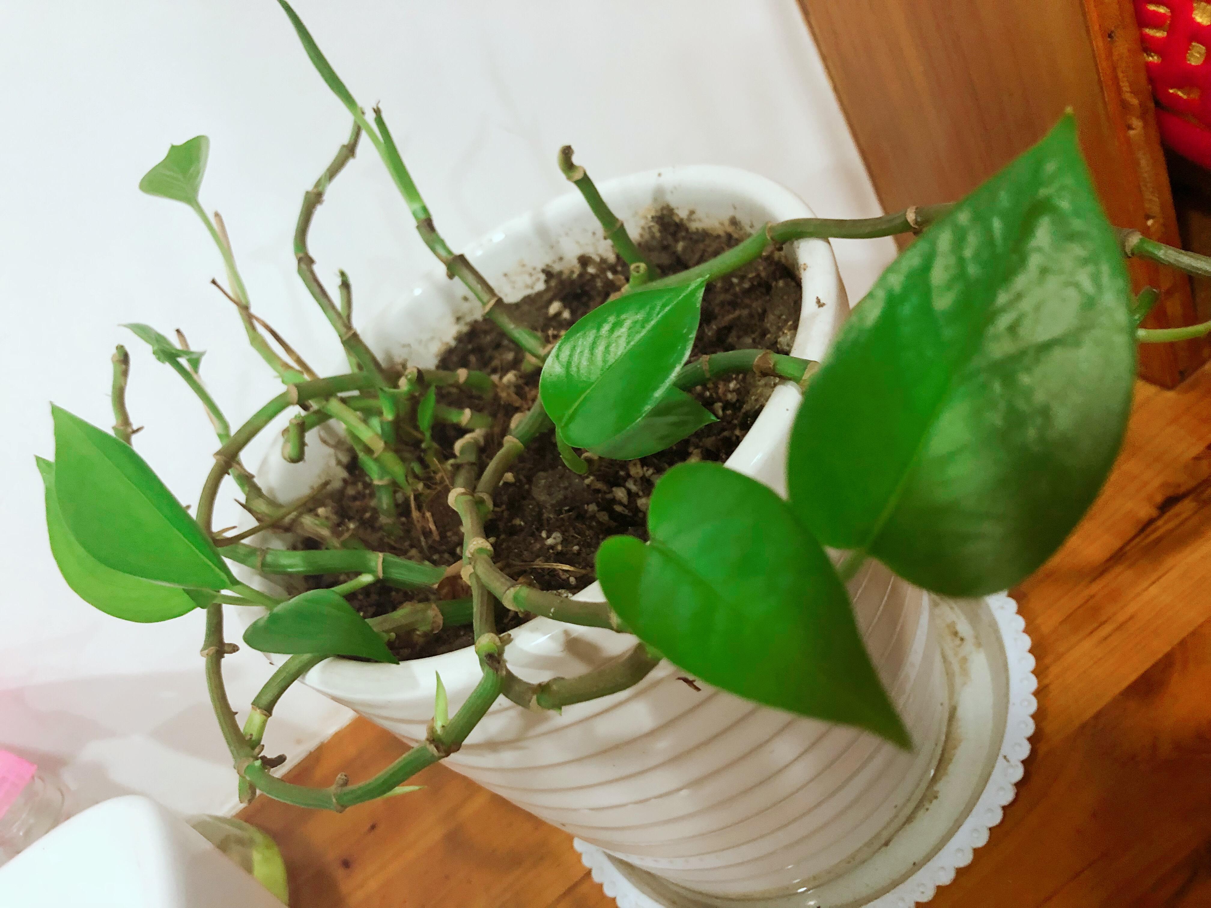 草木间的光阴故事