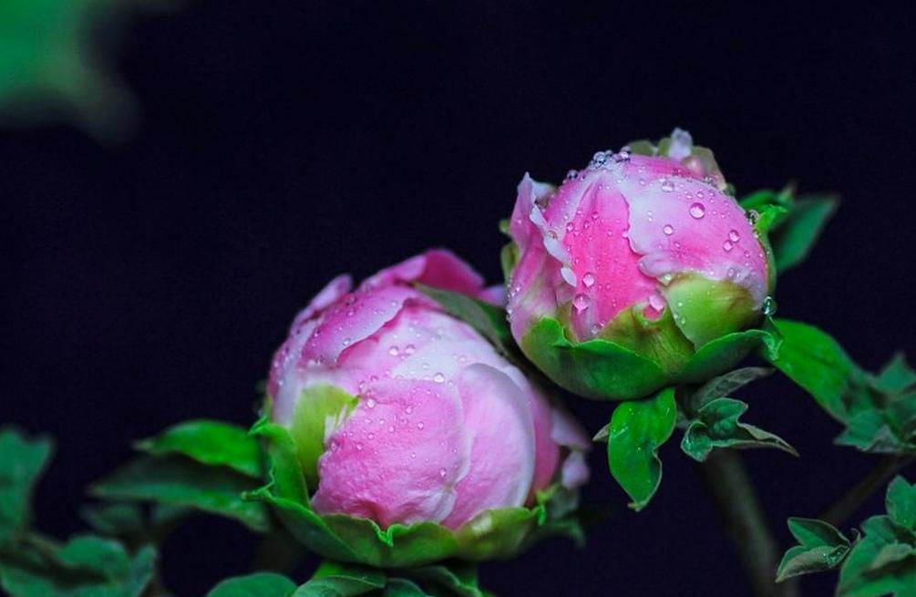 四季流转间绽放的花卉诗篇