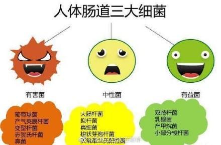 肠道菌群你所不知道的健康问题