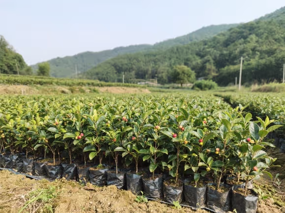 高产油茶种苗基地