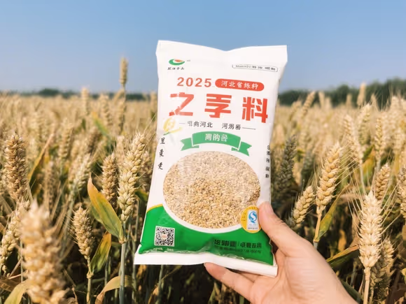 河北小麦种子大全