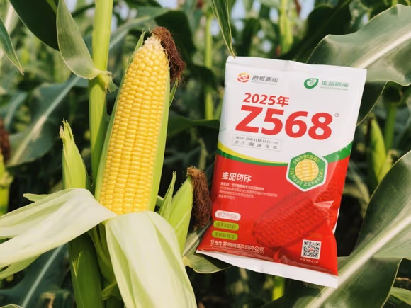 z658玉米种子