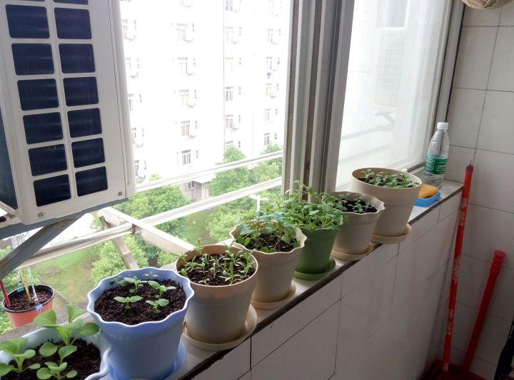 阳台的薄荷和楼下的菜市场