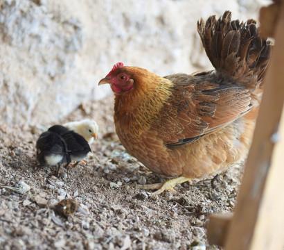 乡村日子里的细碎声响