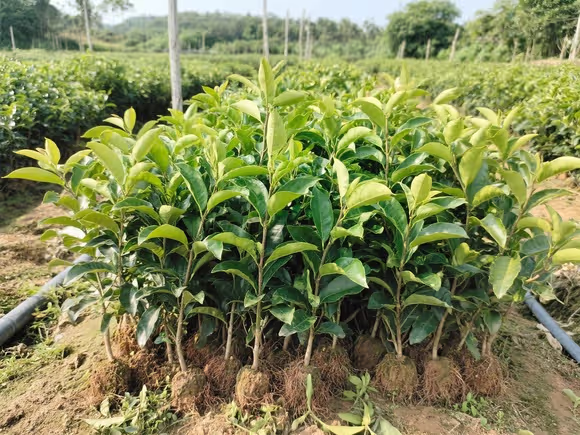 高州果苗种植基地