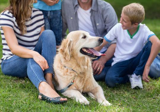 宠物与人类社会的情感纽带和现实纠葛