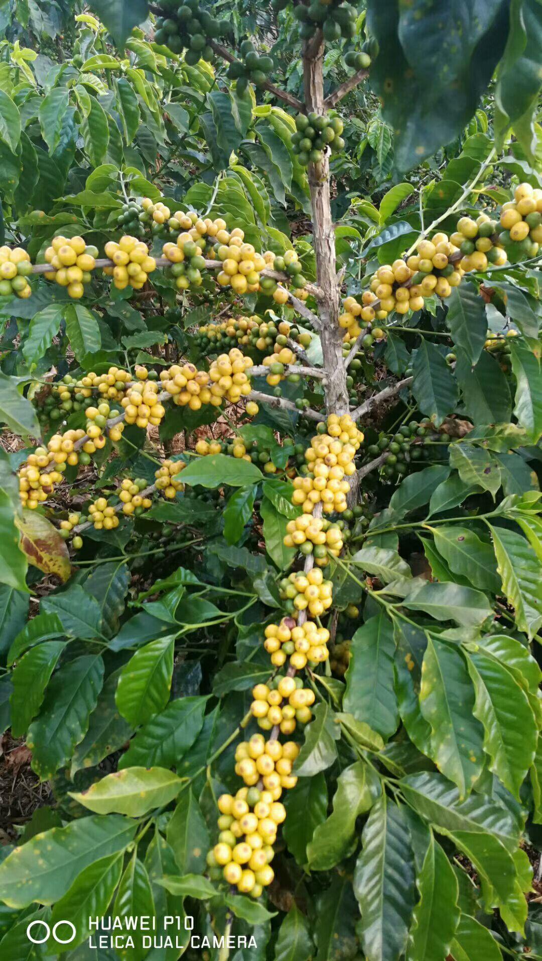 咖啡：从浆果到杯中，一场跨越山海的风味之旅
