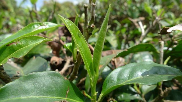 探寻普洱茶的独特魅力：从鲜叶到佳茗的蜕变之旅