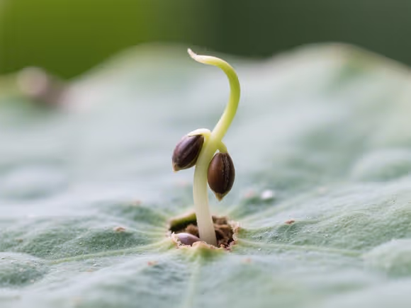 芡实种子怎么发芽