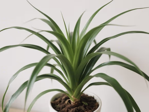 绿植龙血树怎么养