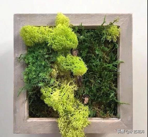 苔痕上阶绿：那些藏在角落里的生命诗篇