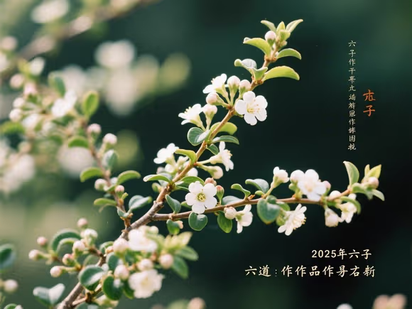 六道木的作品大全
