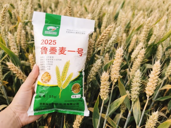 鲁麦1号小麦种子