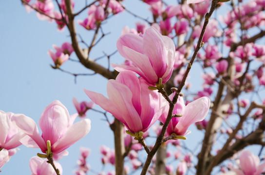 繁花织就的光阴诗行