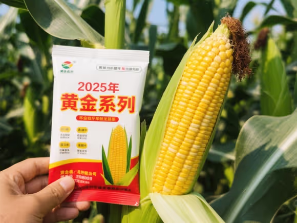 黄金粮系列玉米种
