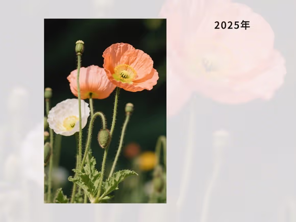 和虞美人相似的花