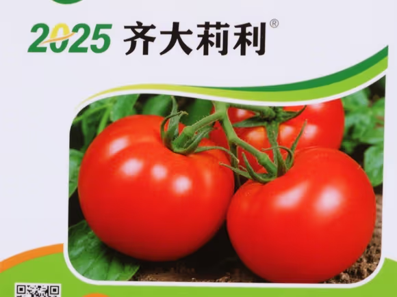 齐大利西红柿种子