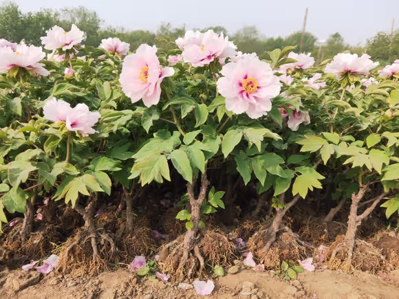 牡丹樱花小苗价格