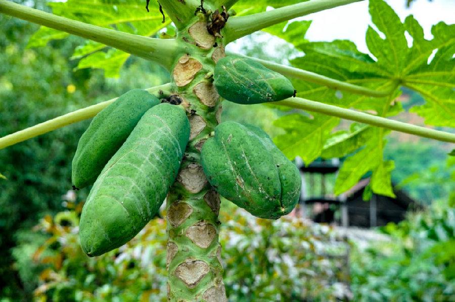 植物的秘境：色彩、形态与气息的交响