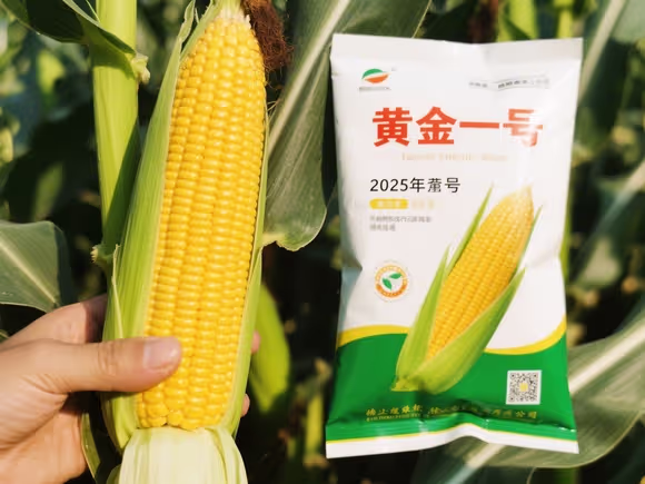 黄金一号玉米种子