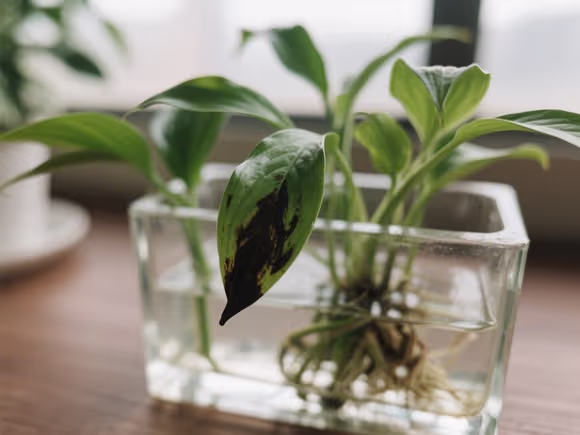 水培植物叶尖发黑