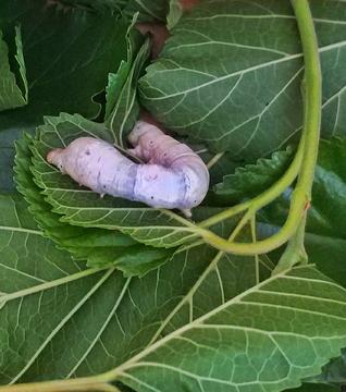 丝路织梦：一缕丝绸里的千年情愫