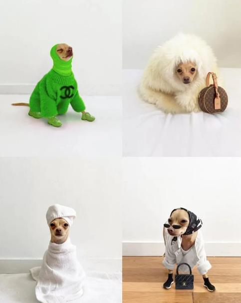 当毛孩子成了 “主子”：宠物界的那些离谱又可爱的事儿