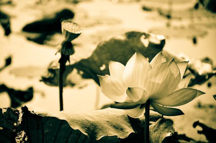 万物轮回里的经济诗学