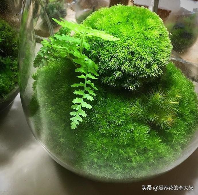 苔痕上阶绿：那些藏在角落里的生命诗篇