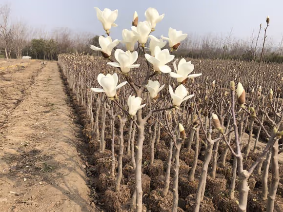 玉兰树苗批发基地