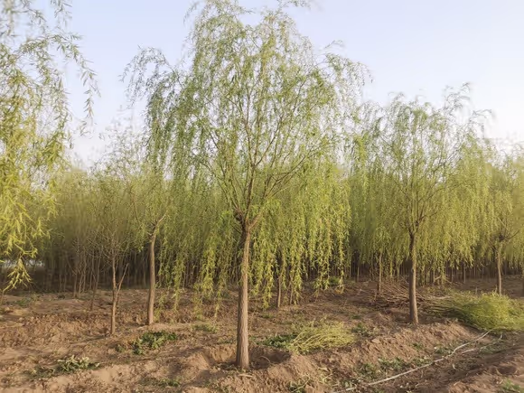 柳树绿化苗木基地