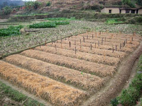 乡村土地上生长的岁月与希望