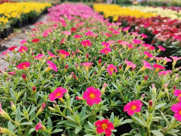 甘肃时令草花价格