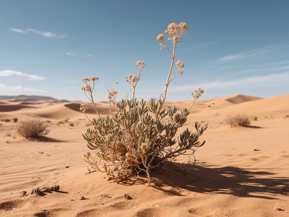 沙漠里的植物名称