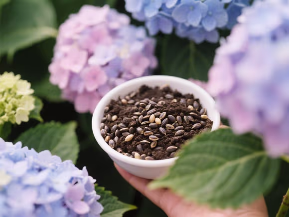 绣球种子怎么催芽