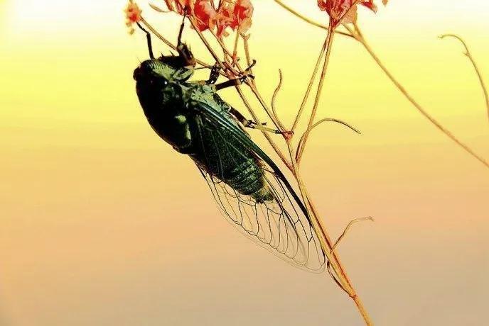 蝉鸣织就的经纬