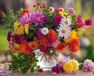 探寻花卉世界的多样魅力与实用价值