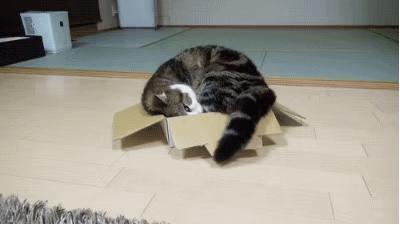 猫主子的迷惑行为大赏：人类终究是错付了