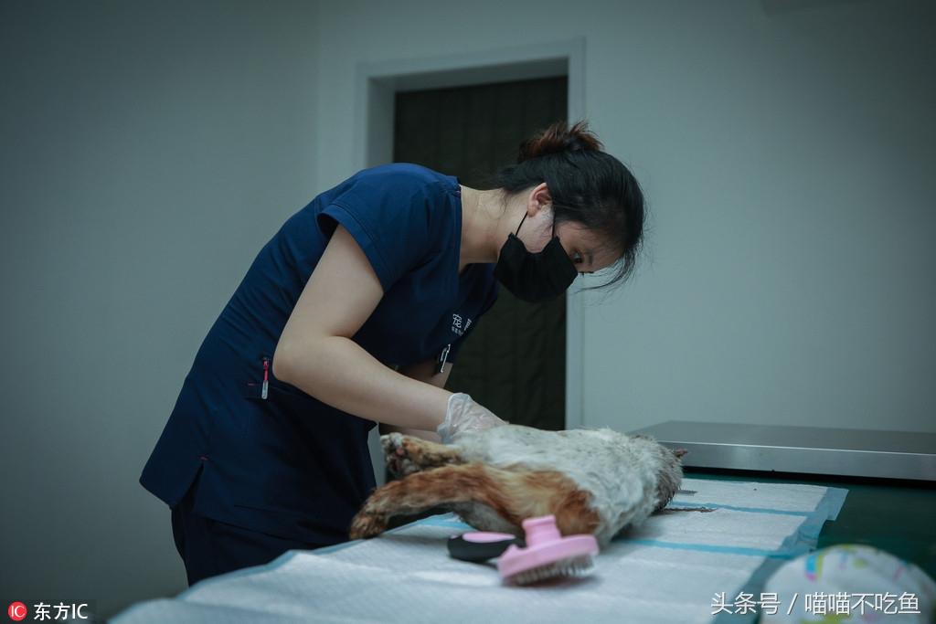 宠物殡葬师的月光与尘埃