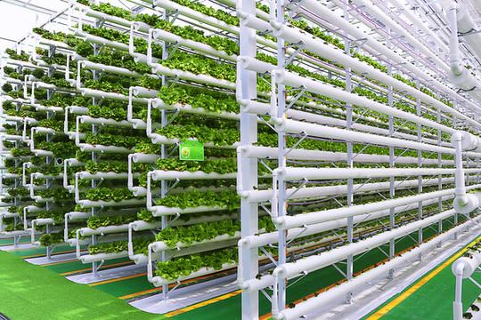植物工厂：未来农业的颠覆性力量