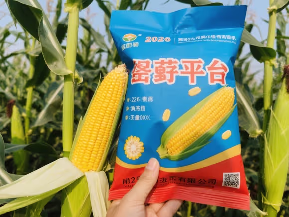 买玉米种子平台好