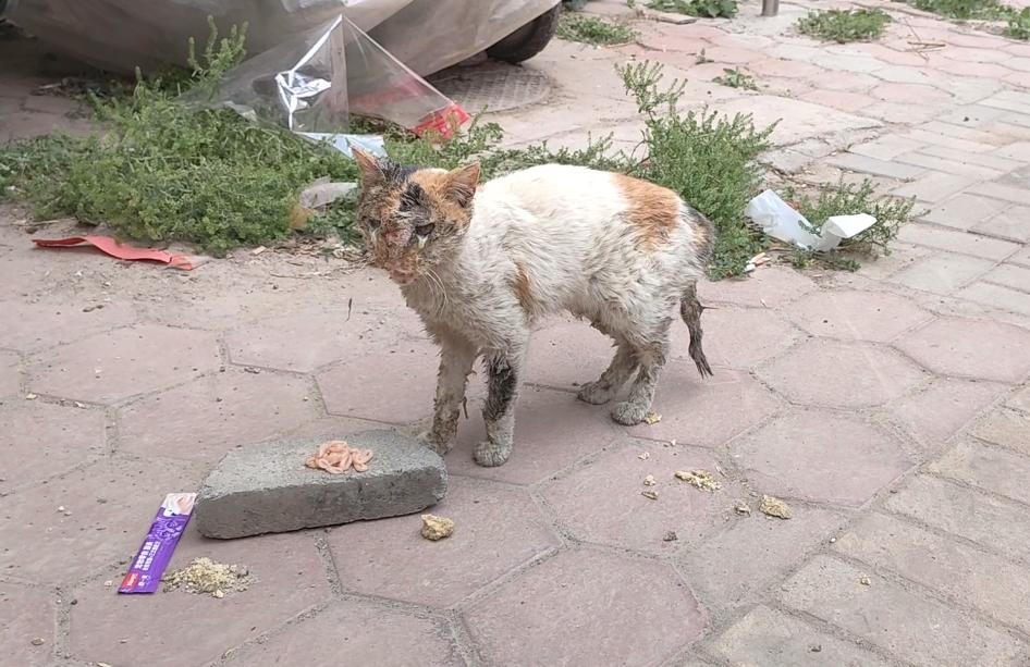 毛孩子闯进生活后，日子都变得毛茸茸的