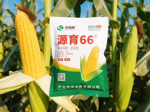 源育66玉米种子